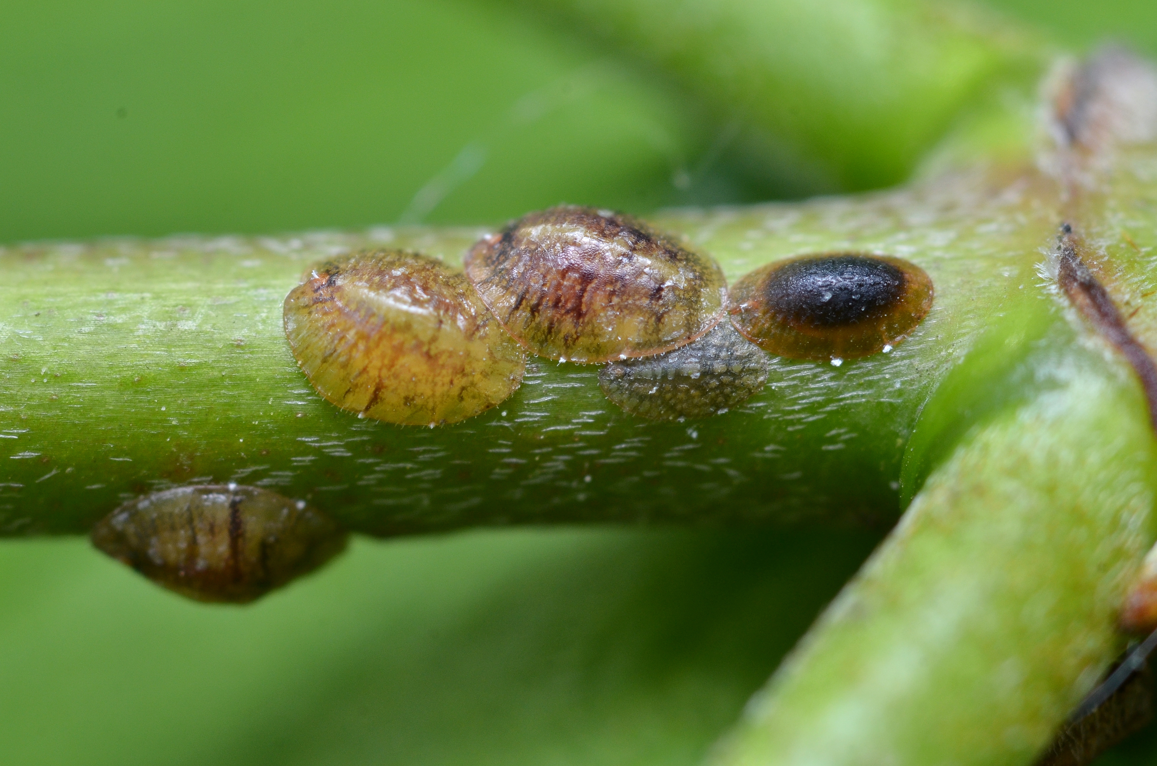 Most common house plant pests & their treatments T5 grow