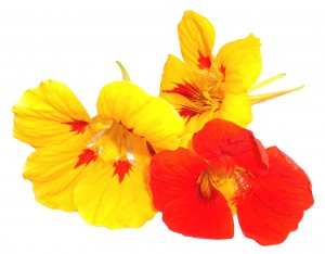 flower-nasturtium