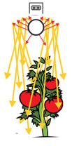 tomato-graph