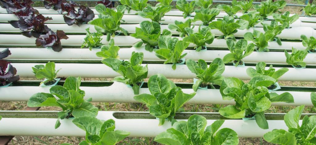 Get Growing With Hydroponic Gardening