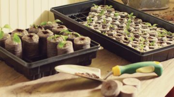 starting seeds