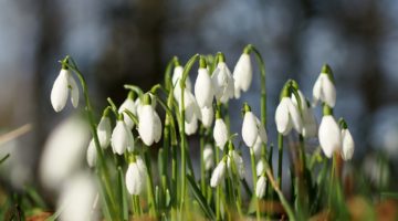 spring garden
