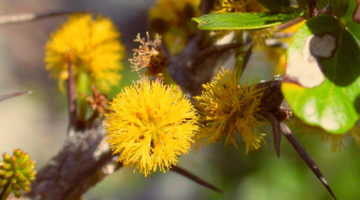 rare plants