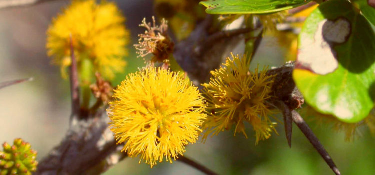 10 Rarest Plants in the World rare plants