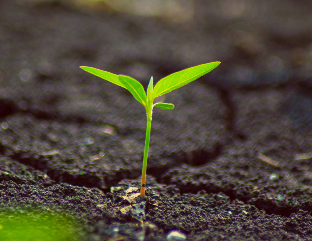 seed growing