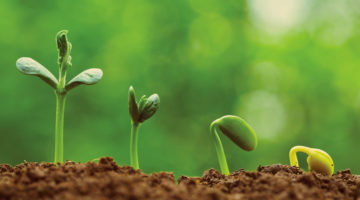how plants grow