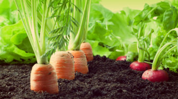 vegetable garden