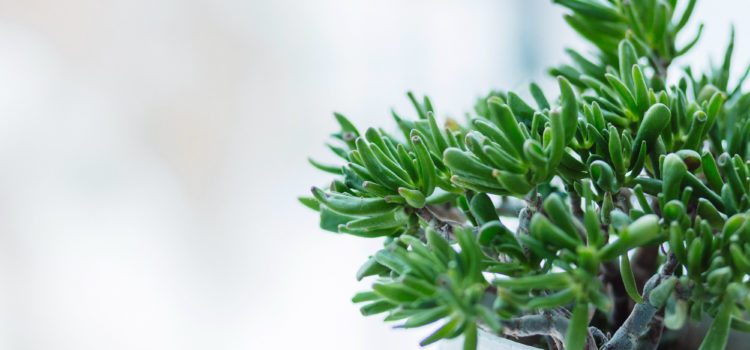 How do evergreen plants stay green all year long?