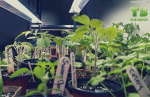 grow-vegetables-indoors-garden