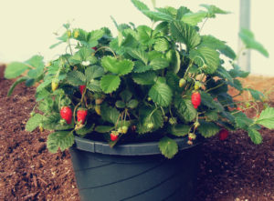 strawberries-in-pot